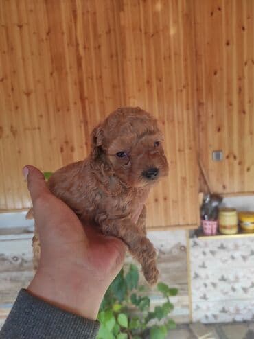 it şəkilləri: Pudel, Peyvəndli — 3