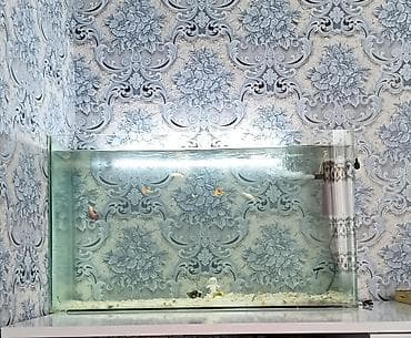 akvaryum aksesuarlari: Akvarium boş satılır uz70 en 23 hun 40 — 2