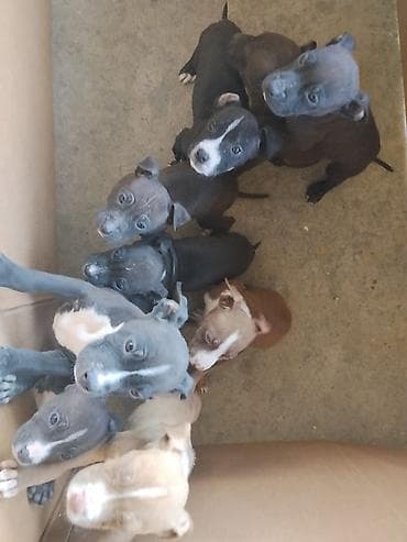 джек рассел терьер цена в баку: Питбуль, 2 месяца, Самец, С прививками — 3