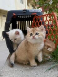 dişi pişik: Qızıl şinşilla, Dişi, Pulsuz çatdırılma — 10