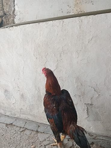 Quşlar: Xoruz, Heyratı, il: <1, Ünvandan götürmə — 3