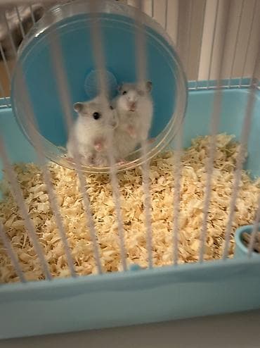 Dovşanlar: Hamster — 4