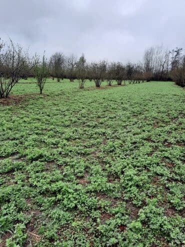 1 hektar necə sotdur: Kənd təsərrüfatı, Mülkiyyətçi — 2