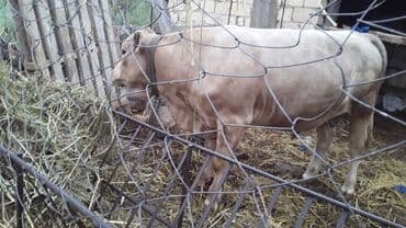 cins ineklerin satisi 2018: Erkək, il: 1, 168 kq, Ətlik, Ünvandan götürmə — 7