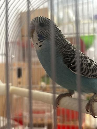 Adi papuqaylar 12 çexlə qarışıqlar 14dən satılır fərqli rənglər var