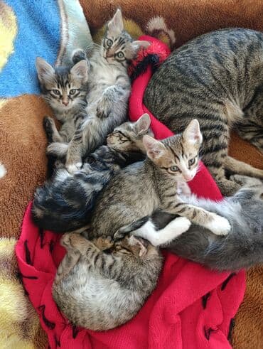 кот в добрые руки: В добрые руки — 13