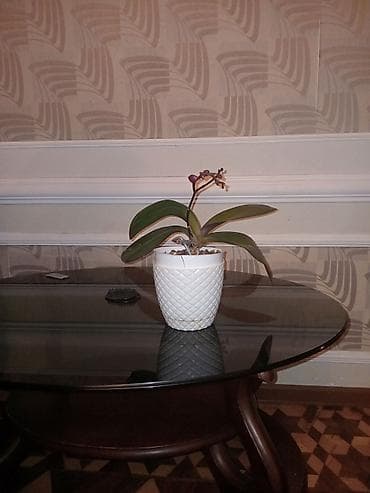 Saksıda dekorativ bitkilər paketi - Saksı 1: Geniş ağ kvadrat qabda