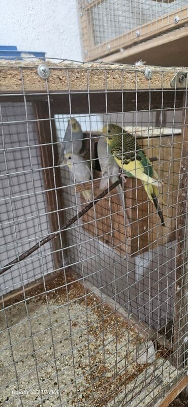попугай ара цена: Papuqaylar satılır — 7