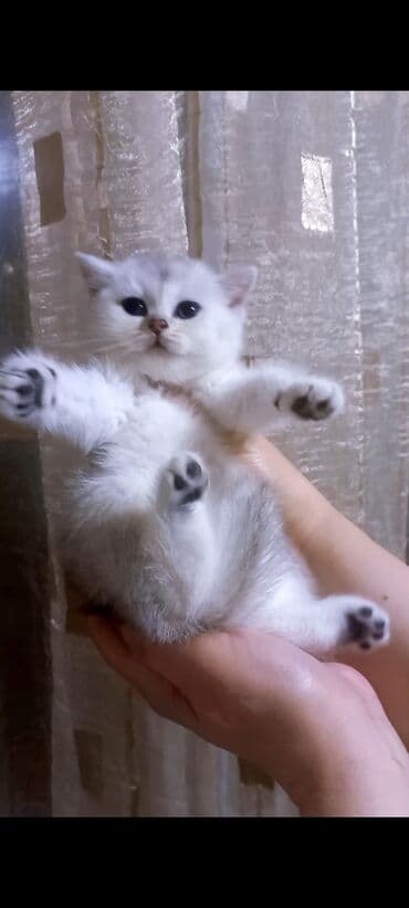 Птицы: Британская, Самка, В добрые руки, Самовывоз — 3