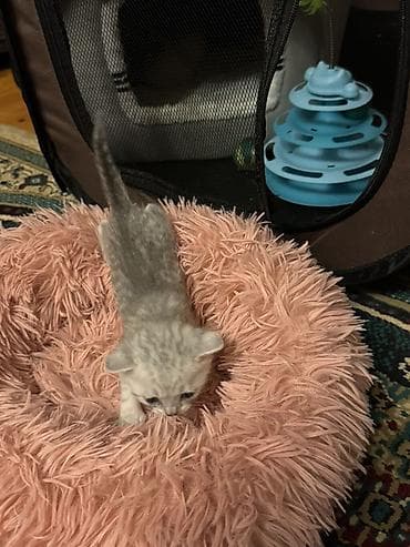 pisik latoku: Şotland yastı qulaq, Erkək, Dişi, Yaxşı əllərə, Ödənişli çatdırılma — 5