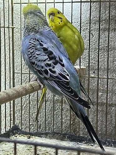 xaski alıram: Papuqaylar satilir unvan yeni suraxani 2 defe bala alinib 1yas — 3