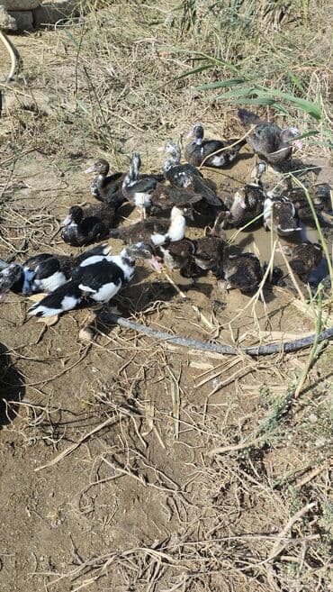 Muscovy ördəkləri (indoutka) – qiyməti böyüklüyünə və kiçikliyinə görə lalafo.az -da Muscovy ördəkləri (indoutka) – qiyməti böyüklüyünə və kiçikliyinə görə