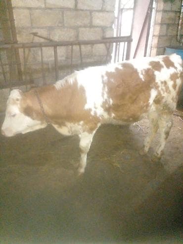 hinduska balasi satilir: Düyə14.16l.aprelin 3də.buğaya gəlib.anqus maya erkək balaynan.qırmızı — 9