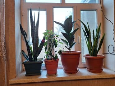 Otaq bitkiləri dəsti – pəncərə kənarı üçün dekorativ yaşıl kolleksiya