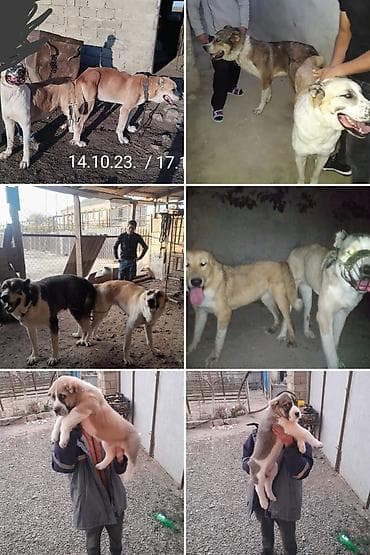 afçarka itlər: Qurdbasar, 1 il, Erkek, Cütləşmə üçün, Ünvandan götürmə — 5