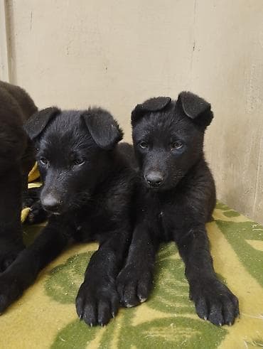 ev itlerinin satisi: Восточные Авчарки два месяца отроду — 9