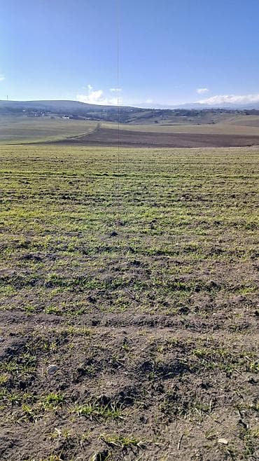 купить землю в баку: 100 соток, Для сельского хозяйства, Собственник, Купчая — 2