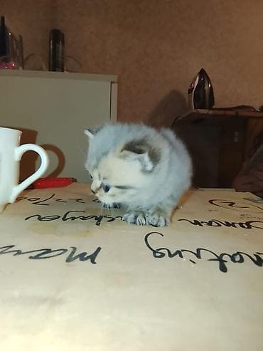 avcarka balaları: Britan — 2