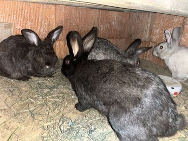 dovsanlar: Salam herr qiymete dovşanım var erkey dişi boğaz her boyda her sortda — 5