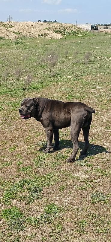 dinqo itleri: Kane-Korso, 2 il, Erkek, Peyvəndli — 1