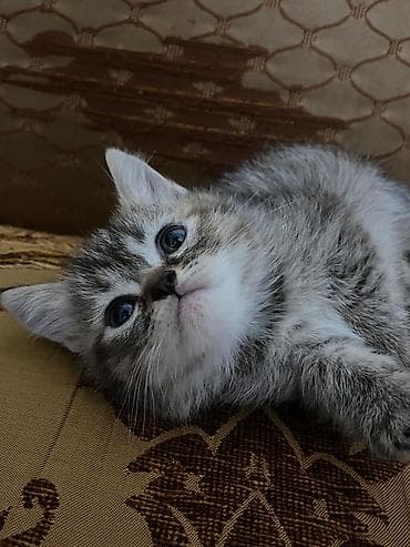 Wirin piwik balalari satilir.Ana Persata kuce😏piwiyi.(Arada belede