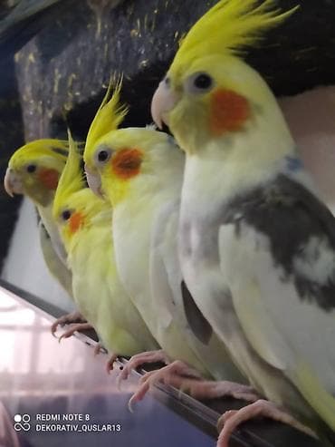 qarğa balası: Salam danisan quslar satilir. Yaslari ferqlidir. Quslar dislemir — 1