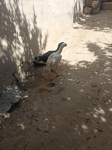ayam serama: SALAM QİYMƏT 2 AYİTDİ RİYAL ALCI NARAHAT ELƏSİN - Rənglər: biri açıq — 2