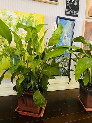 bezek bitkileri adlari: Spathiphyllum (Sülh zanbağı) – iri, sıx yarpaqlı otaq bitkisi - Növ — 1