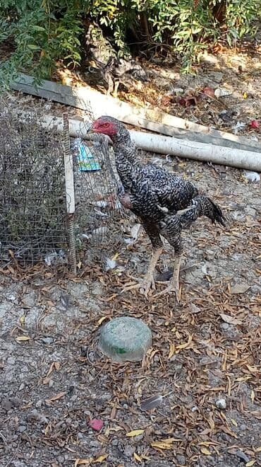 kənd colpası: Məhsul: pileymut heyratı xoruz 8 aylıq döyüşə və damazlıqa yararlı — 1