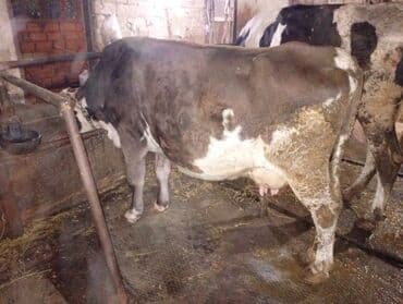 Keçi, çəpiş: Südlük inəklər - Cins: Qarışıq südlük tip (qara-ağ alacalı və — 15