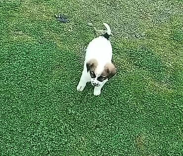 Quşlar: Peyvəndli — 1