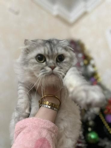 Digər heyvanlar: Şotland yastı qulaq, Dişi — 5