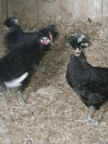 Toyuqlar: Toyuq, Yumurtalıq — 3
