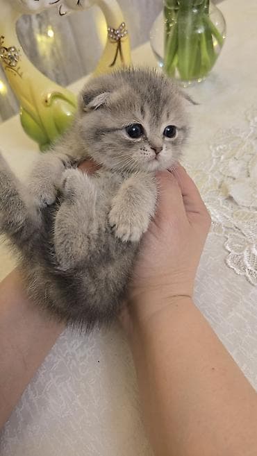 Pişiklər: Şotland — 5