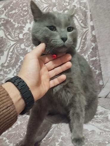 erkek pisik: Şotland, Erkək, Ünvandan götürmə, Ödənişli çatdırılma — 3