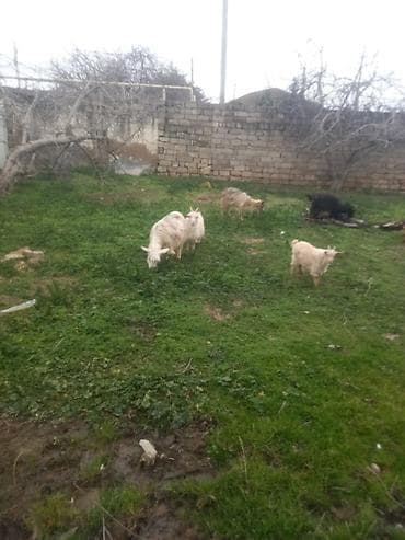 heleb keçisi: Qoyun-keçi sürüsü - Şəkillərdə görünən kiçik sürü: müxtəlif rəngli — 4