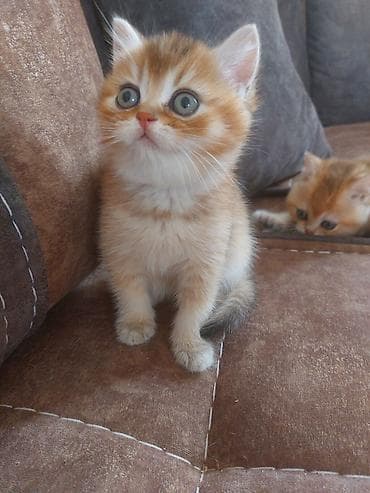 pişik: Qızıl şinşilla — 7