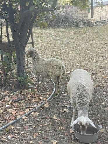 heyvanlara verilen adlar: Dişi quzular satılır super kök sağlam heyvanlardı 5 denedi bir ana — 6
