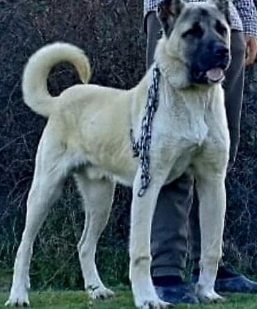 satılan itler: Kanqal — 3