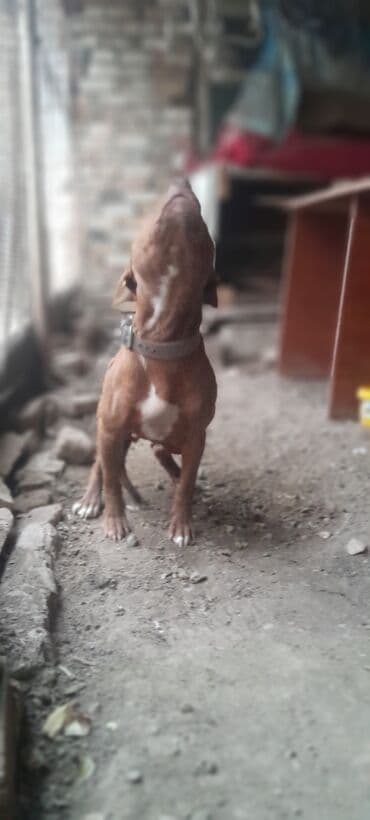 pişik ağ: Pitbul, 6 ay, Erkek, Ünvandan götürmə — 5