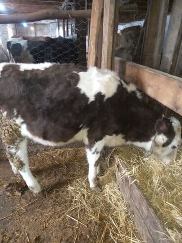 satiliq inekler: 1 erkək 1 dişi dana satılır. 8-9 aylıqdı — 4