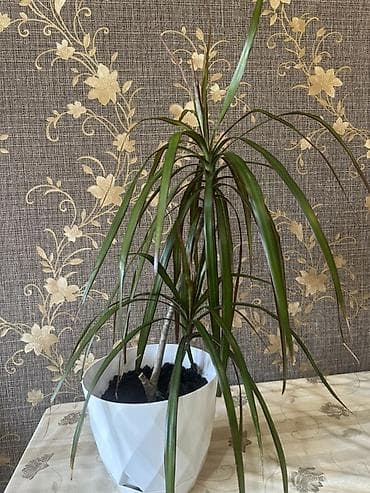 Dracena marginata (ejder ağacı) – otaq bitkisi - Növ: Dracaena