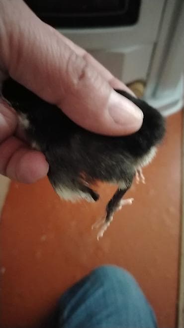 Грызуны: Məhsul: Cücələr (qara tüklü, sinə və qarın nahiyəsində ağ ləkəli) — 3