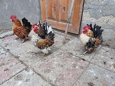 Куры: Курица, Для разведения — 4