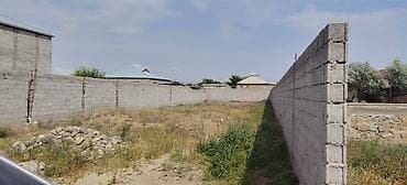 premium cay fabriki: Tikinti — 3