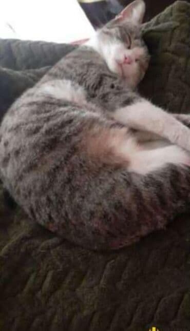 объявление о продаже собаки: Dişi, Yaxşı əllərə — 7