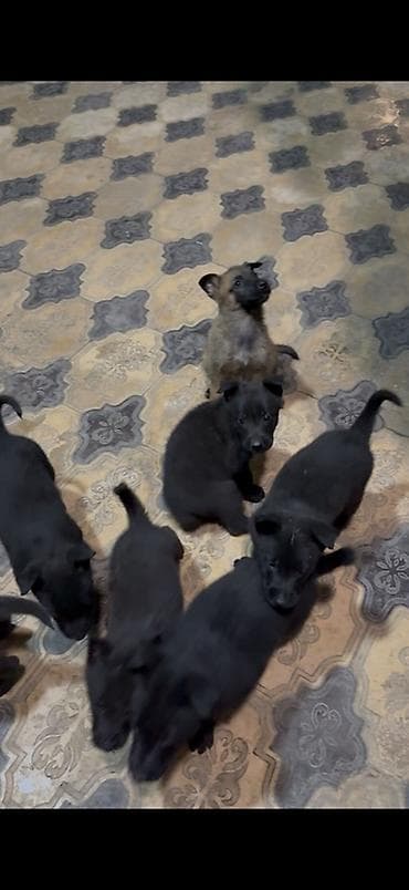 xaski balasi satilir: Belçika çoban iti, 1 ay, Dişi, Peyvəndli, Pulsuz çatdırılma — 2