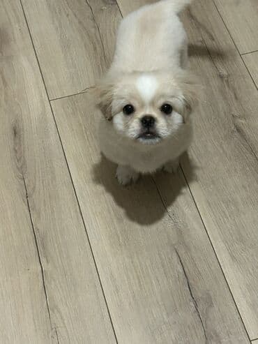 Gəmiricilər: 3 aylıq 2 baladı daşıma qabı, yemək qabı üstündə veriləcək tək təkdə — 3