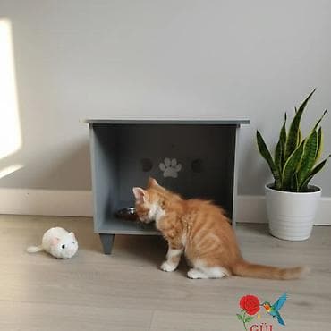 pişik: Məhsul: Pişik temalı qidalandırıcı stendlər - Dizayn: Taxta əsaslı — 1