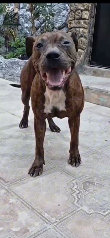 pitbul bala: Питбуль, 3 годa, Самка, С прививками, Самовывоз — 1